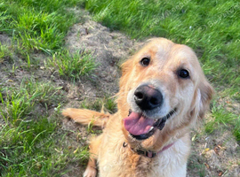 Beautiful Bella looking for a new home