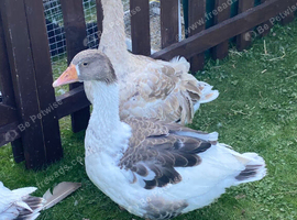 Geese west of England