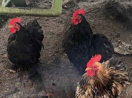 3 Pekin Pantam Roosters