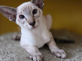 Seal Tabby Point siamese boy