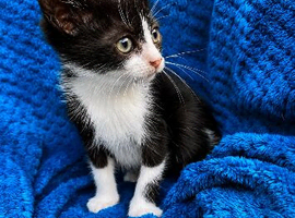 Beautiful kittens available