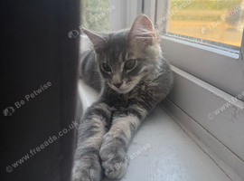 Grey kitten