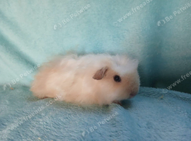 Funky haired baby boy guinea pig ready now