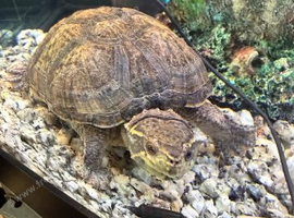 2 musk turtles less than a year old