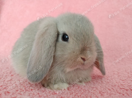 Baby mini lop rabbits for sale
