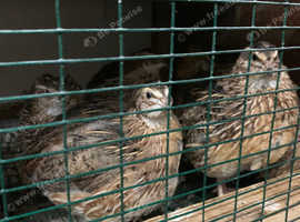 Young jumbo Coturnix quails