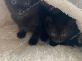 Kittens ready this week :) 2 black kittens available
