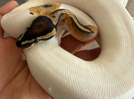 Male pied royal python