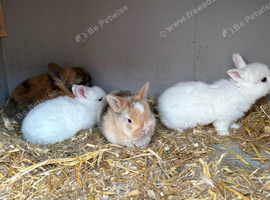 4 baby dwarf rabbits