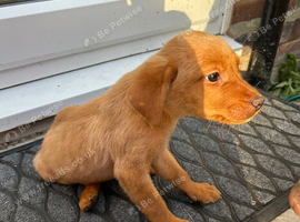 Boy labrador for rehome