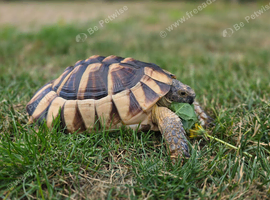 Male 7 year old marginated tortoise