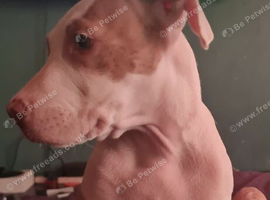 American Bully Pups