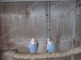 Baby budgies