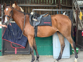 Pretty little 3yr Filly - Annie