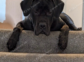 Cane corso for sale
