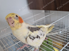 Hand reared Cockatiel for sale