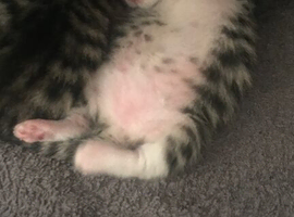 Three Kittens