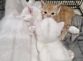 Kittens av end of aug