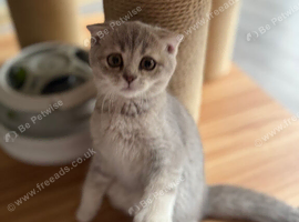 Scottish fold