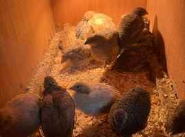 Cotournix Quails for sale