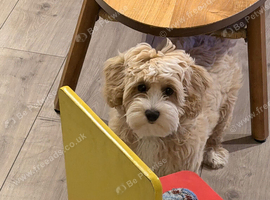 Poochon puppy