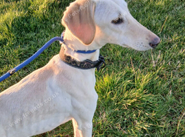 Saluki x lurcher