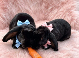 Rare Velveteen pair