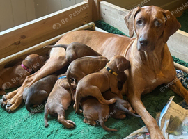 1 beautiful KC registered pet bitch puppy available