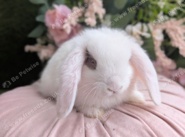 Mini lops