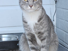 Maine coon cat