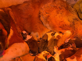 READY Now! Beautiful baby Saint Bernards