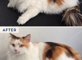 Cat Grooming In Swindon