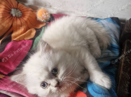 British short haired cross kittens for sale