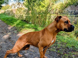 Staffy cross
