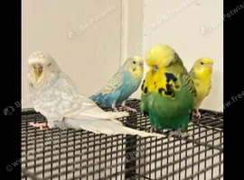 Budgies and cage