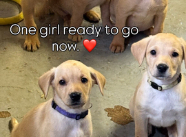 Beautifully girl now available now