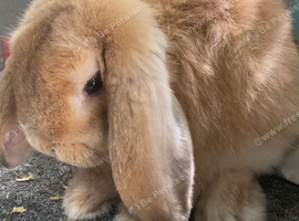 Mini lop orange buck