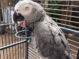 African grey parrot