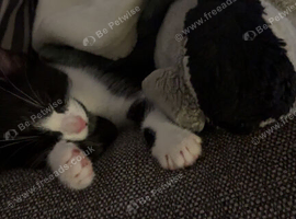 2 black and white British shorthair kittens for sale