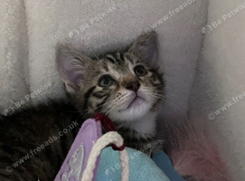 Kitten for sale