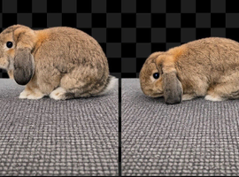 beautiful female mini lop
