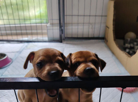 Beautiful Miniature Pincher puppies