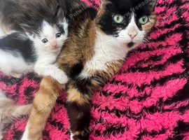2 boy kittens for sale
