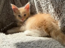 PURE MAINE COON KITTENS