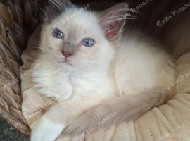 GCCF Lilac Ragdoll boy kittens