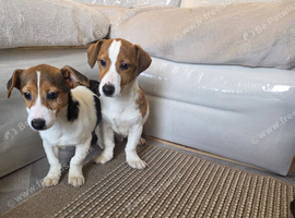 Jack Russell pups