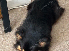 LOVING HOME WANTED FOR A SPECIAL LONG-HAIRED CHIHUAHUA