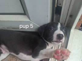 Whippet x lurcher puppies