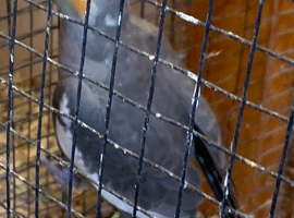 Just fledged will be ready in a few weeks