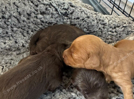 F2b Miniature Cockapoo Puppies.